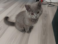 Minik kedimiz ailesini arıyor