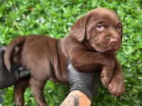 Tarım ve orman bakanlığı onaylı çiftlikten labrador