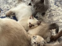 50 GÜNLÜK LYNX POİNT BLUE POİNT SCOTTİSH FOLD VE CİNNAMON
