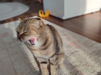 Taşınmadan dolayı kedimi sahiplendiriyorum