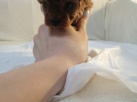 Teacub poodle