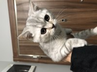 2 Aylık safkan dişi british shorthair strike