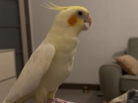 Evcil Sultan Papağanı Tarsus