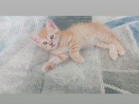 Orjinal safkan britishorthair yavrular