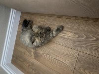 British Longhair