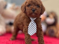 KG GARANTİLİ POODLE YAVRULAR