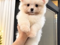 OYUNCAK GİBİ POMERANİAN BOO