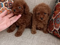 2 ERKEK 3 DİŞİ POODLE
