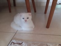 Scottish fold british silver blue point bebekler