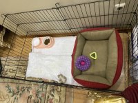 Molly pomeranian köpeği