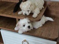 50 günlük maltipoo yavru