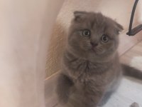 3 Tane Safkan Scottish Fold