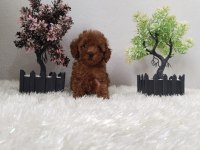 Mini mini Kore poodle yavrular sizi bekliyor