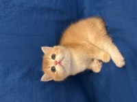 British shorthair golden bebek