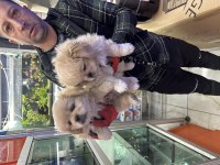 2 aylık bebek pekinez yavrularımız sahibini bekliyor