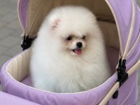 Petmode köpek çiftliğinde ziyarete açık pomeranin