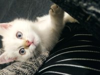 Yavru erkek british shorthair