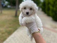 SIFIR NUMARA MALTESE TERRİER