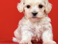 0 NUMARA EN MİNİ BOY MALTİPOO YAVRULAR