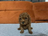 Bebeklerimiz ırk garantili toy poodle