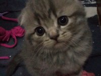 2 nisan doğumlu dişi scottish fold