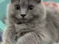 KEDİMİZ HEVESLİK DEĞİL ÖMÜRLÜK YUVASINI ARIYOR (ÜCRETSİZ)