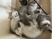1,5 aylık british shorthair kedilerimi sahiplendiriyorum