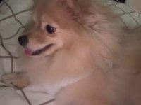 Pomeranian boo 7 aylık dişi