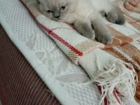 British shorthair blue point erkek iki aylık