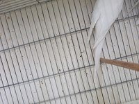 Erkek Albino 1 Yaşında Sultan Papağanı