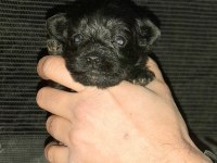 Maltipoo yavrumuz
