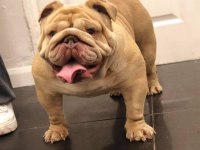 ÖZEL RENK EGZOTİK İNGİLİZ BULLDOG YAVRUMUZ