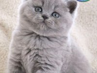 Vazgeçilmez Gri British Shorthair Yavrumuz