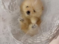İZMİRİN POMERANİAN BOO MİNİK BOY