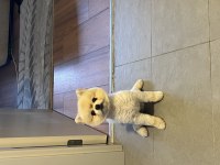 Pomeranian boo köpeğimiz 2 yaşında
