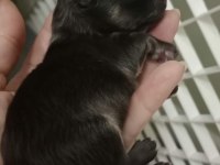FCI Şecereli Mini Teacup Pomeranian Erkek Yavrular