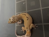 Leopar gecko