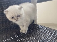 Scottish Fold Yavrumuza Yeni Bir Yuva Arıyorum