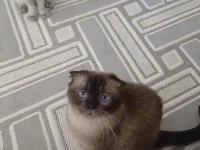 Ücretsiz 3 yaşında dişi scottish fold