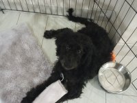 Siyah poodle