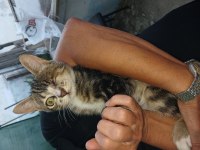 Ücretsiz kedi sahiplendirme