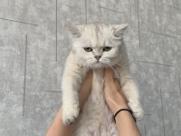 Scottish fold kedisi 5 aylık