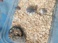 Gonzales hamster yavruları acil sahiplendirme