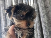 2 aylık yorki bebek köpekler