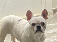 7 aylık erkek french bulldog