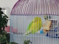 Muhabbet kuşu ücretsiz sahiplendirilecektir