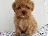 3 aylık erkek toy poodle