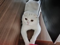 Pablo 1.5 Yaşında Erkek Scottish Fold Kısır Değil