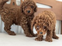 Safkan kısa kuyruk kore toy poodle yavrularımız