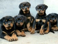 Show Kalite Rottweiler Yavrular Sınırlı Sayıda